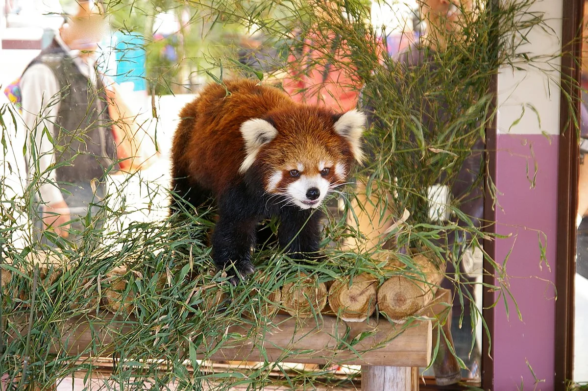 Adventure World Shirahama pandas — 1