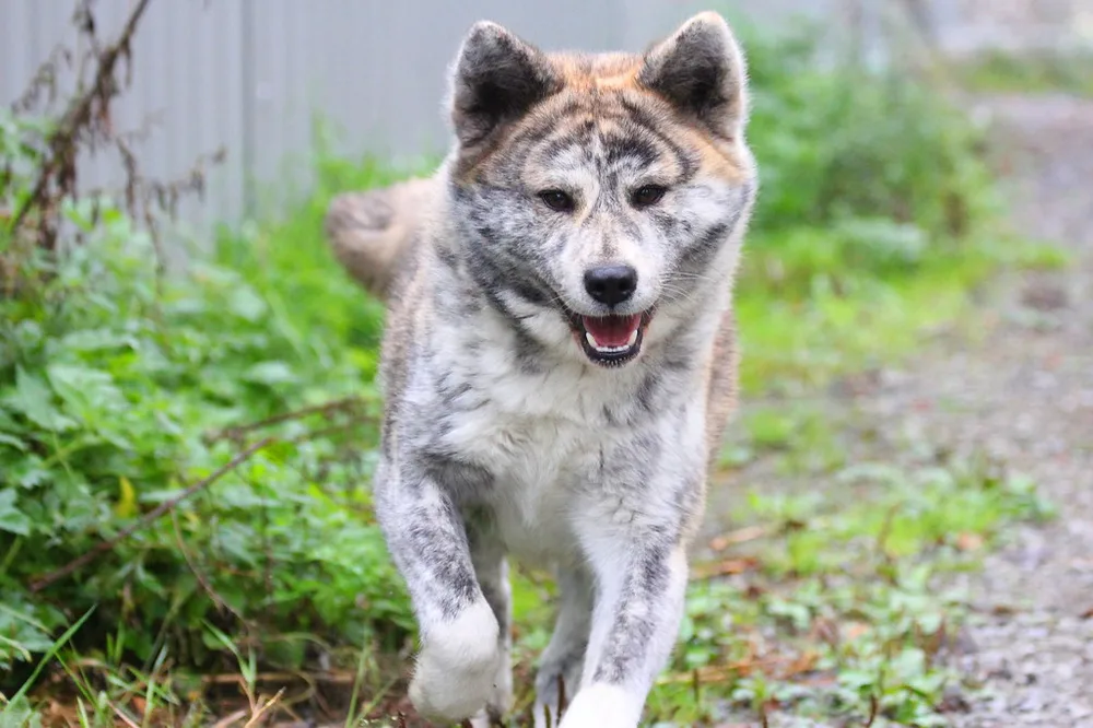 Akita Inu dog 1