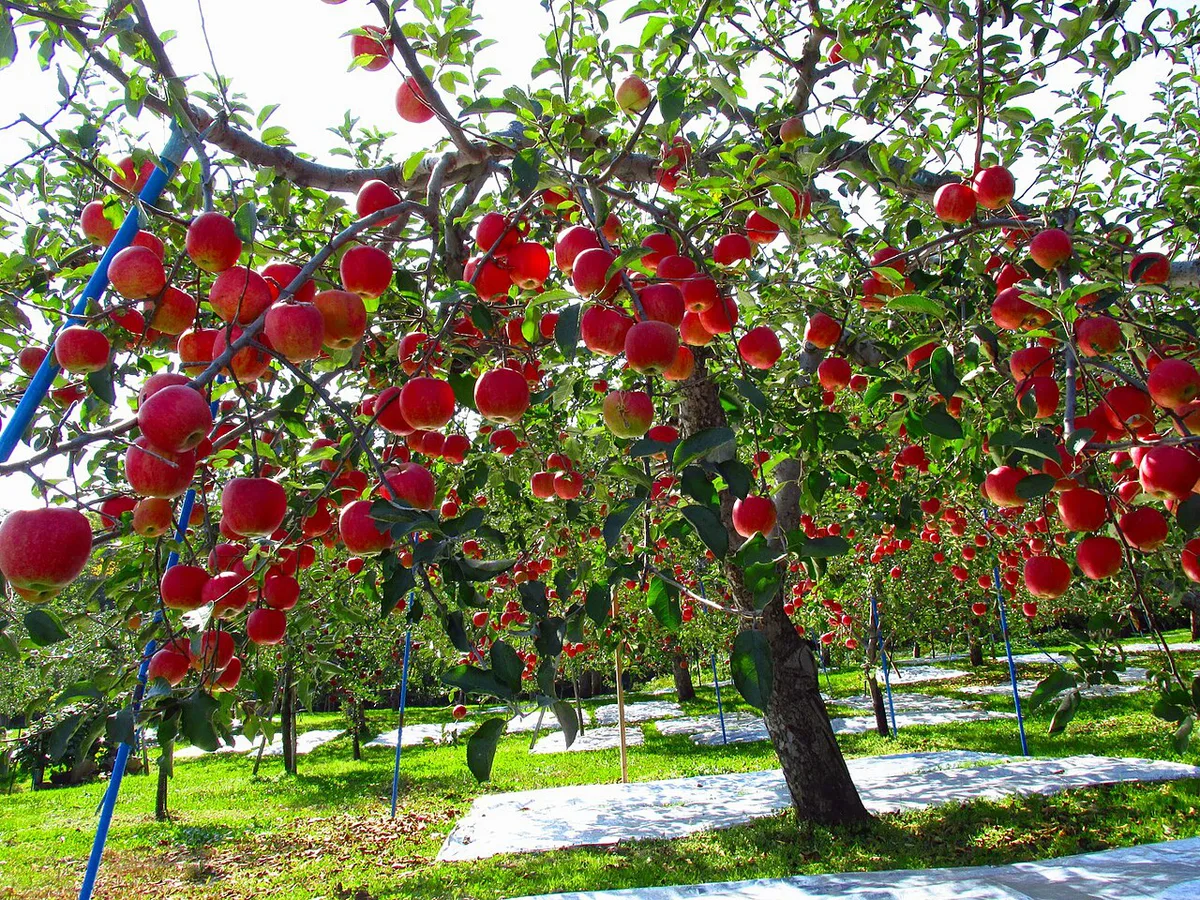 Fresh apple pie and cider bottles at A-Factory, Aomori, Japan — 1