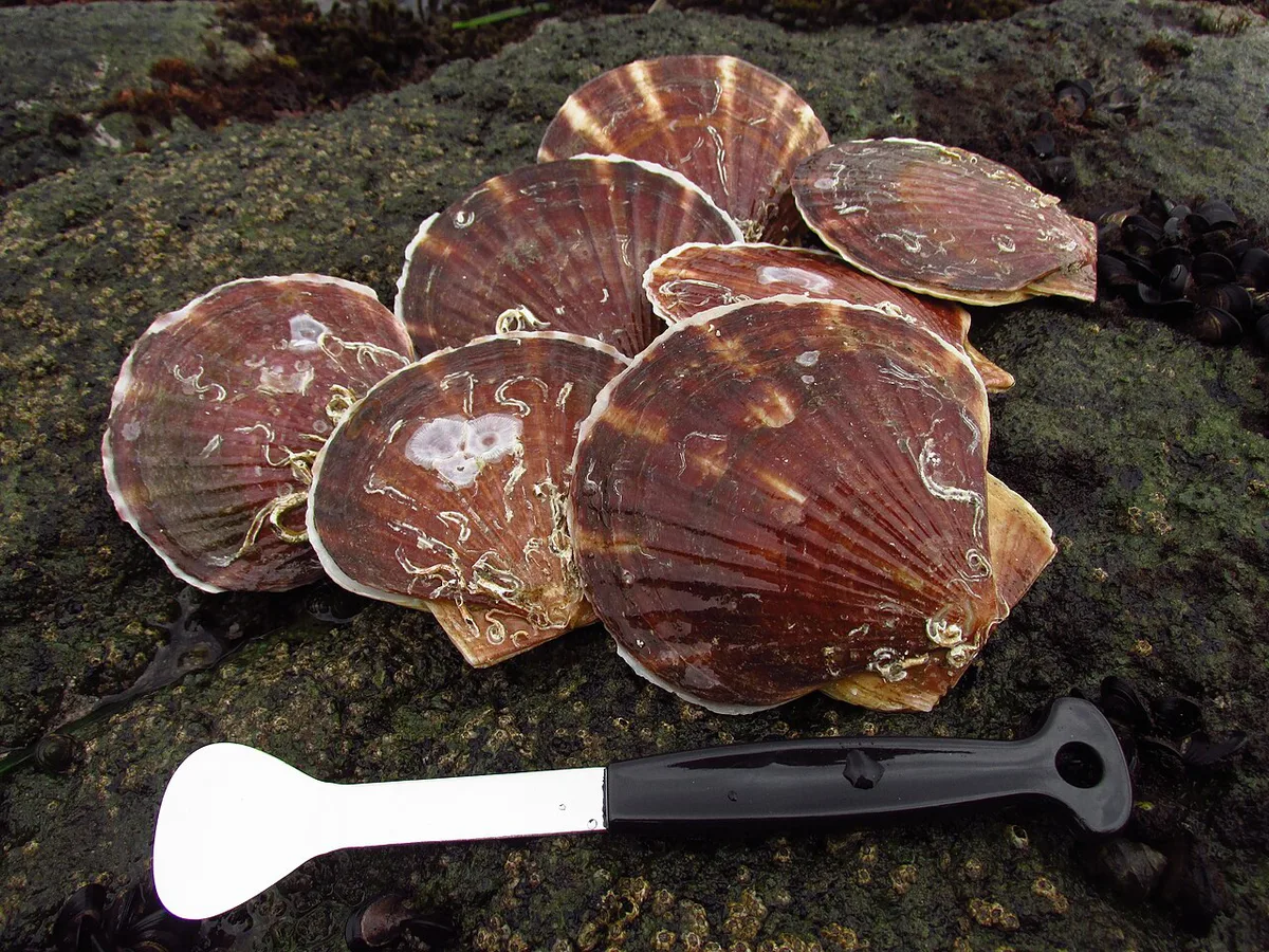 Bowl of misokarē gyūnyū rāmen with fresh Mutsu Bay scallops, Japan — 2