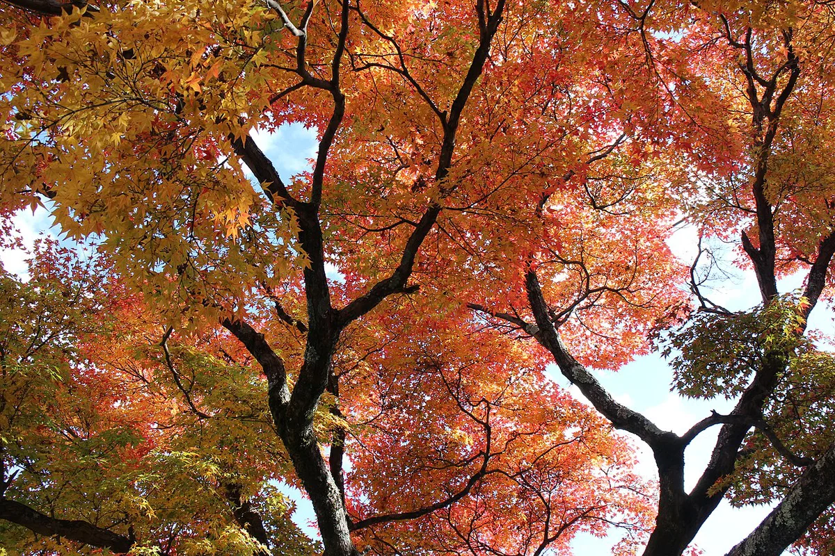 Momiji in Tenryū-ji Garden 20211123 — 1