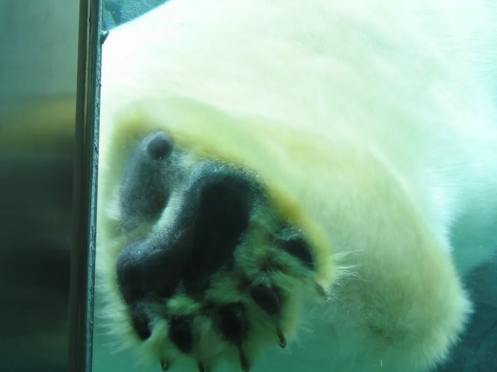 Asahiyama Zoo Hokkaido