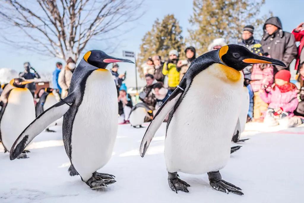 Asahiyama Zoo penguin walk