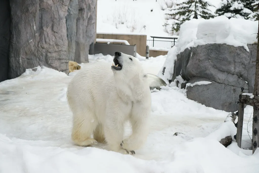 Asahiyama Zoo Hokkaido snow