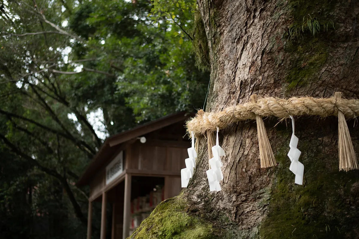 Ancient camphor tree towering over the sacred grounds of Atsuta Shrine in Nagoya, Japan
