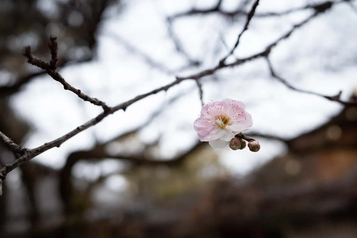 Getting to Atsuta Jingu: Trains, Parking, and Where to Stay in Nagoya
