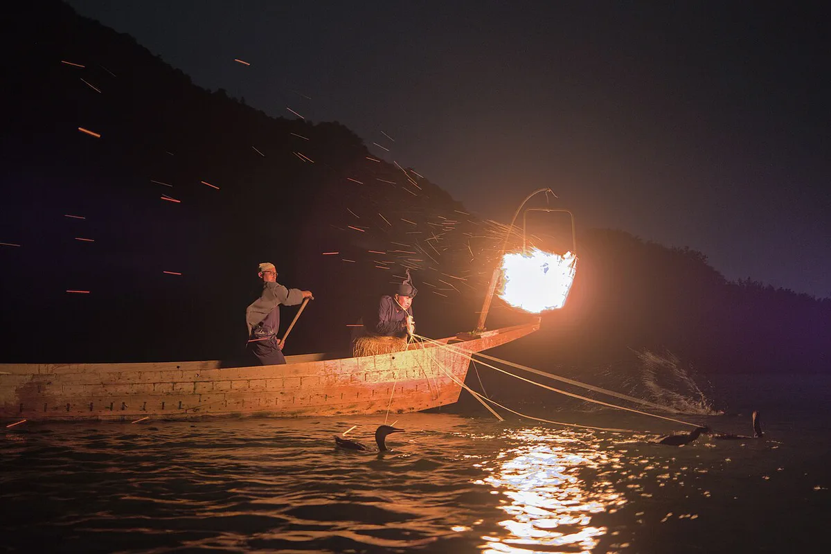Cormorant fishing on the Nagara River - Jul 7 2025 — 2