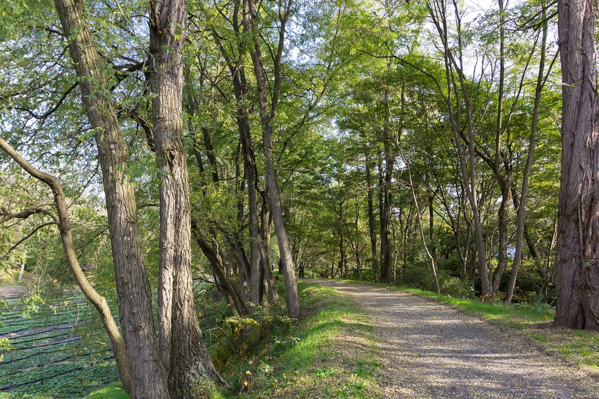Daio Wasabi Farm in Azumino, Nagano — lush green wasabi beds fed by crystal-clear alpine spring water
