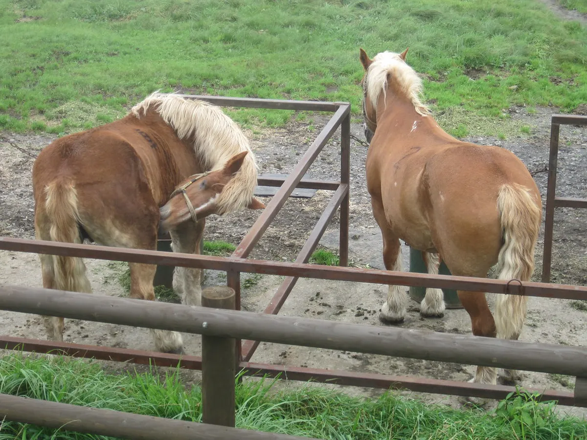 Wild horses grazing on the Mount Aso volcanic plateau in Kumamoto, the heartland of Japan's horse farming tradition