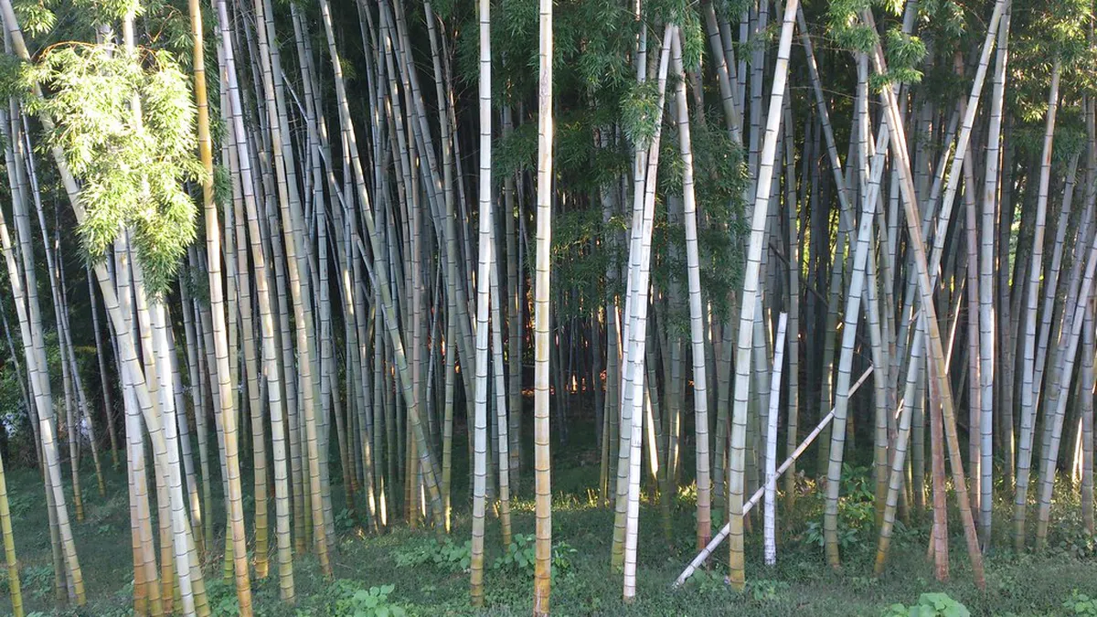Bamboo forest path in Beppu, Japan — a serene trail of towering green bamboo stalks filtering dappled sunlight