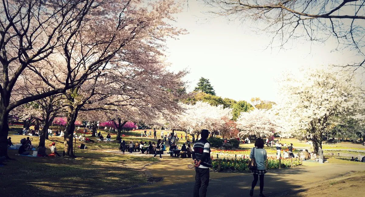 Pink cherry blossom trees in full bloom lining a path at Beppu Park in Japan during spring sakura season