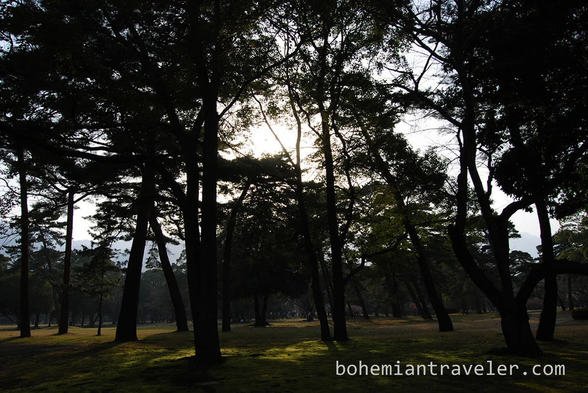 Beppu Park Cherry Blossom Festival Walking Route Guide