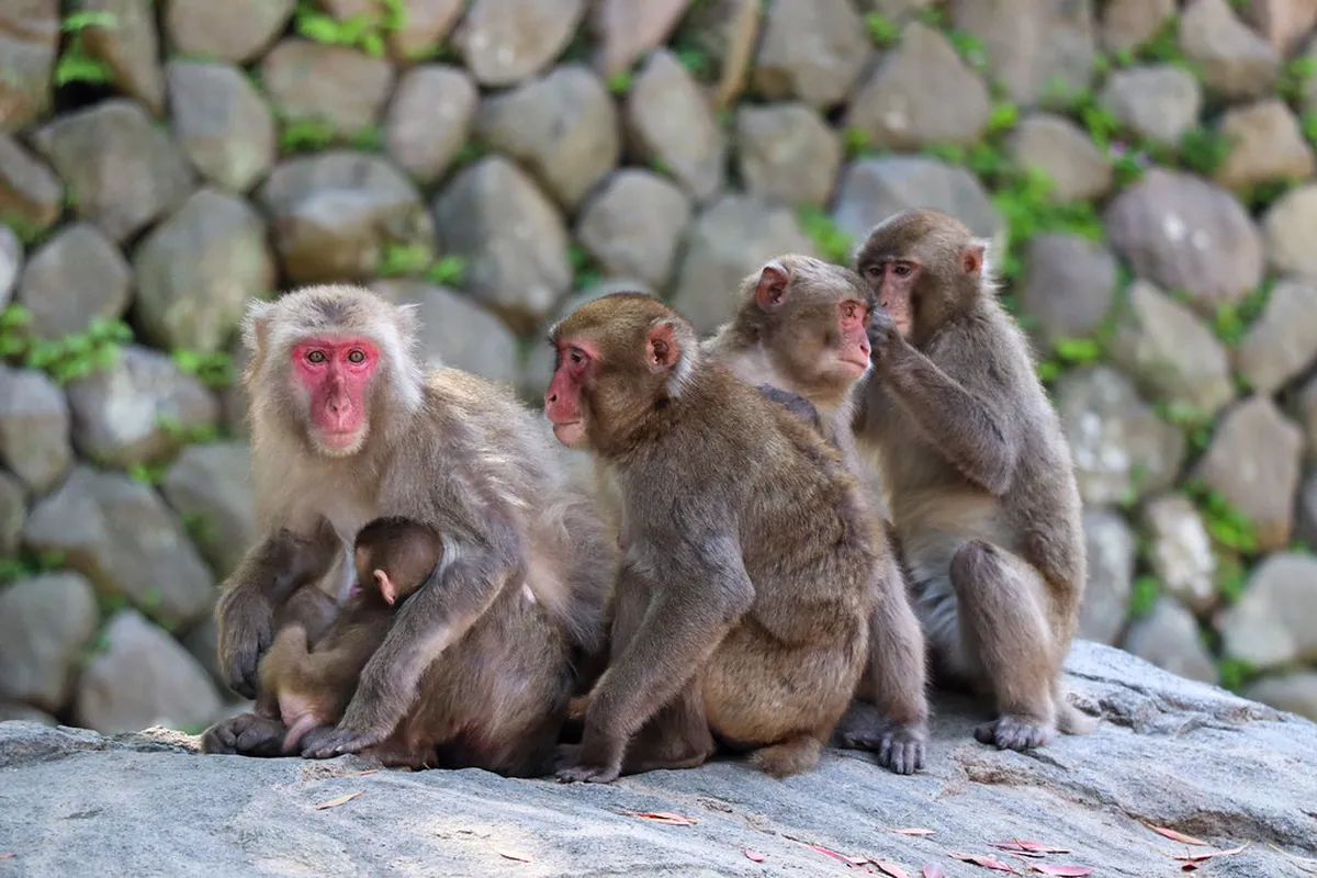 Pick in Beppu, Japan — travel scene