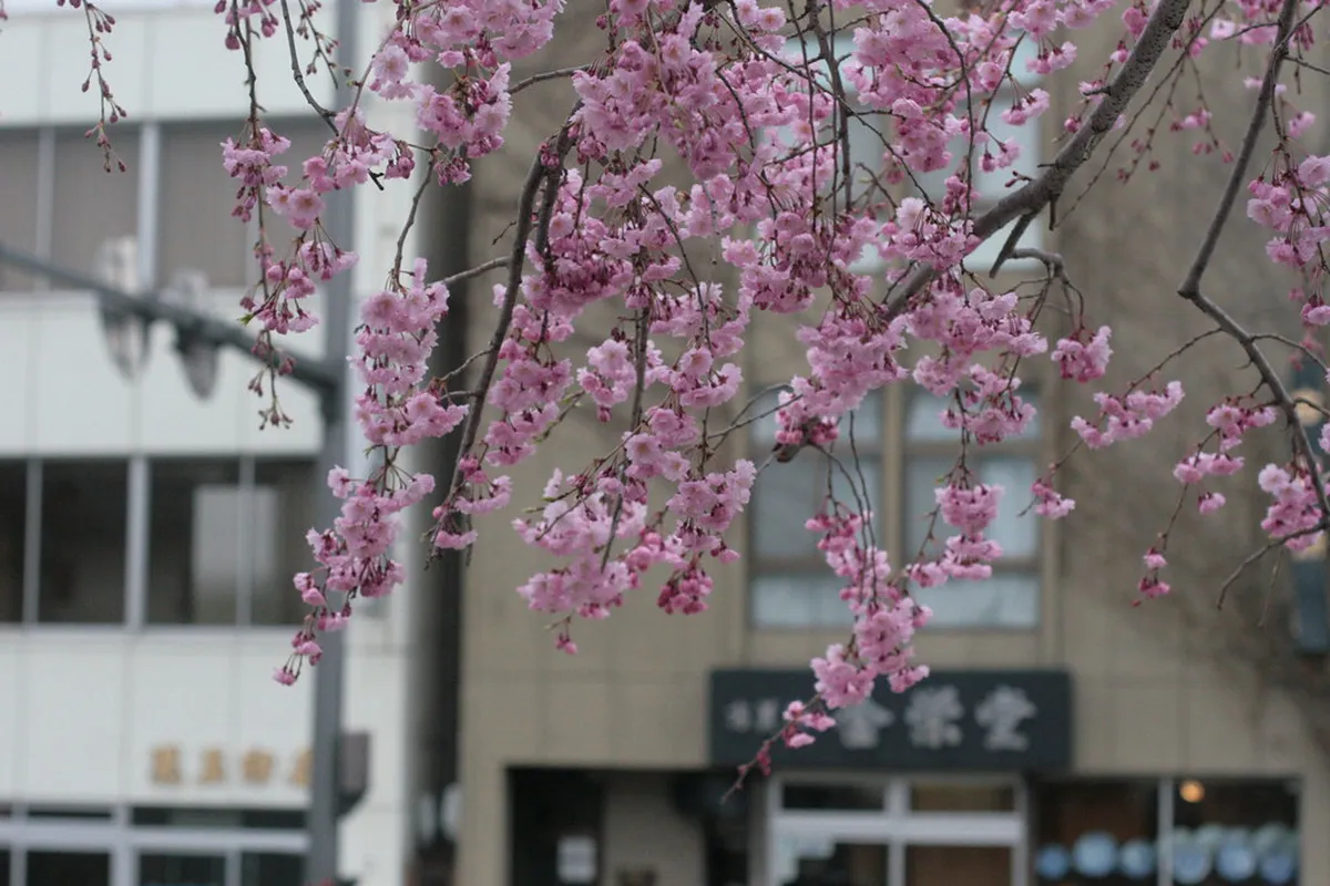 Pink cherry blossoms blooming in Beppu during spring season