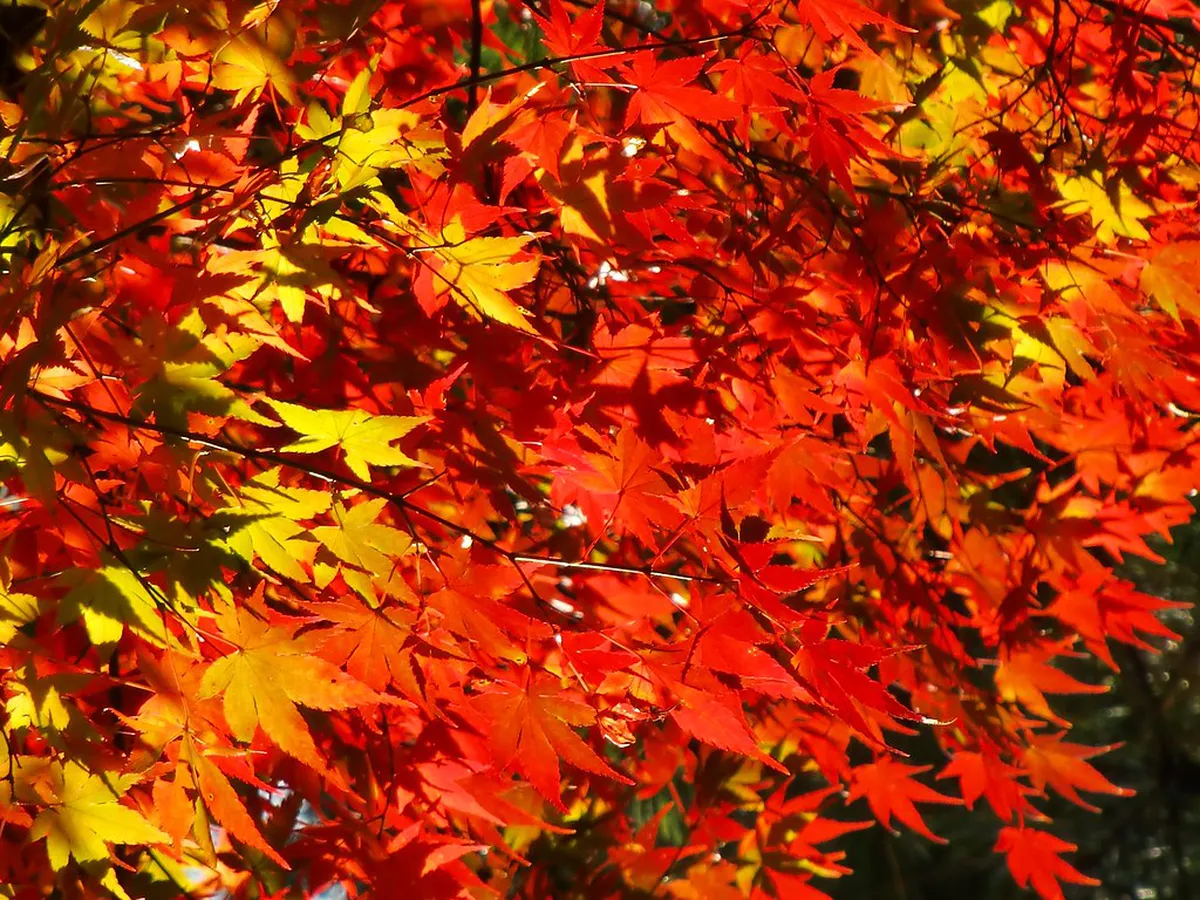 Vibrant autumn foliage and colorful fall leaves at a Beppu temple in October