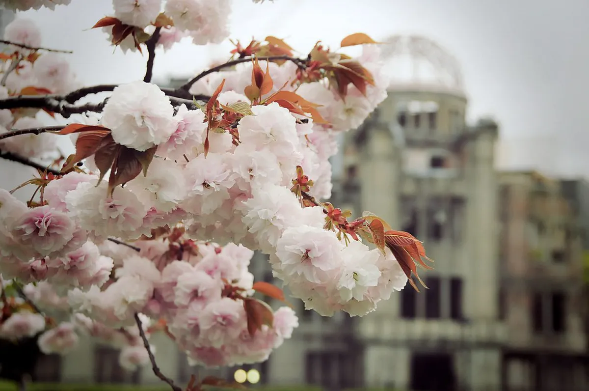 Hiroshima Castle surrounded by cherry blossom sakura trees in full spring bloom in Hiroshima Japan