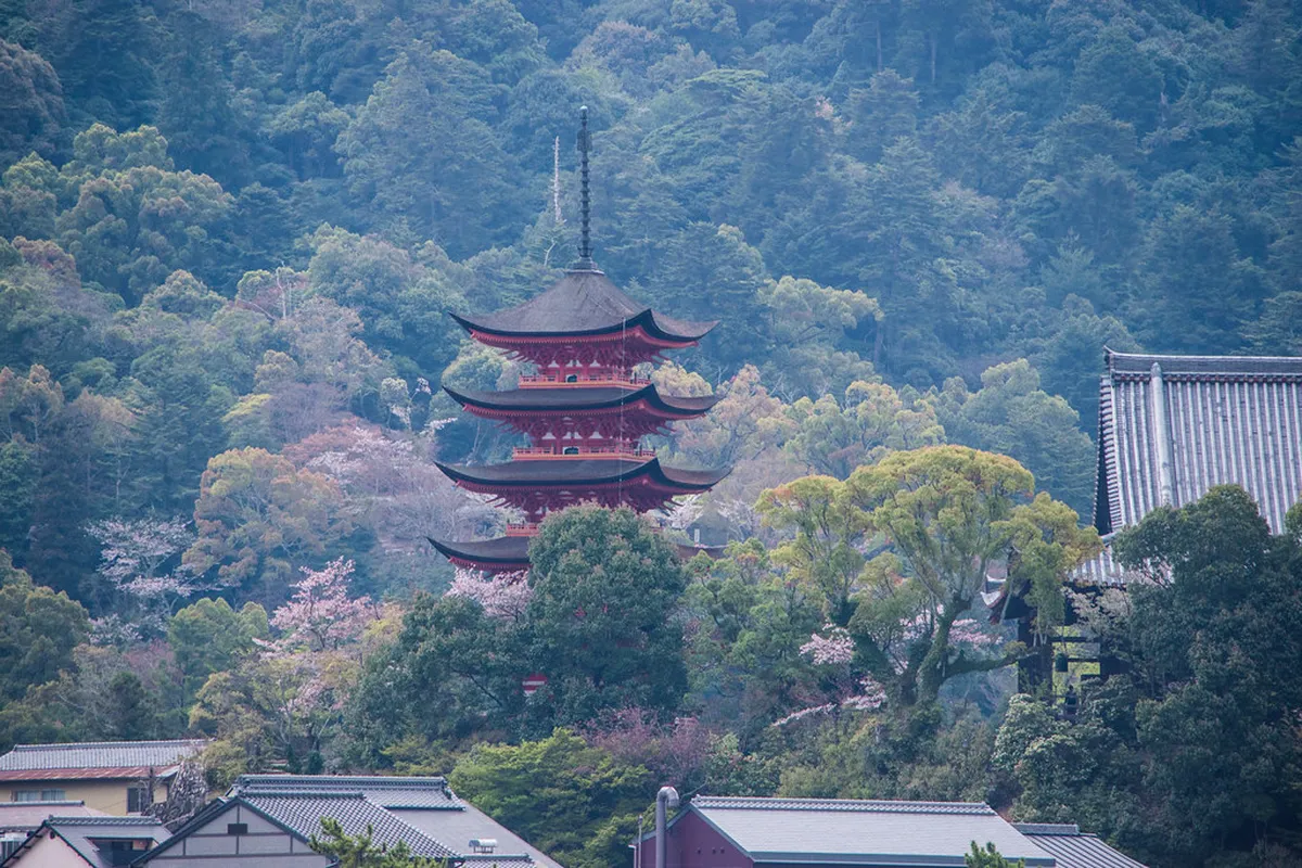 Miyajima Island vermilion torii gate and cherry blossom trees reflected in the Seto Inland Sea in spring Hiroshima Japan