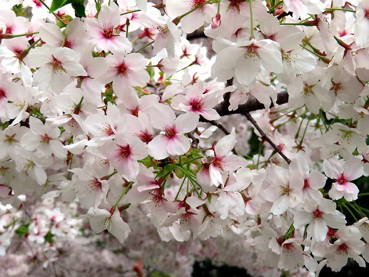 Cherry blossom trees in full bloom lining the Motoyasu River at Hiroshima Peace Memorial Park in spring Japan