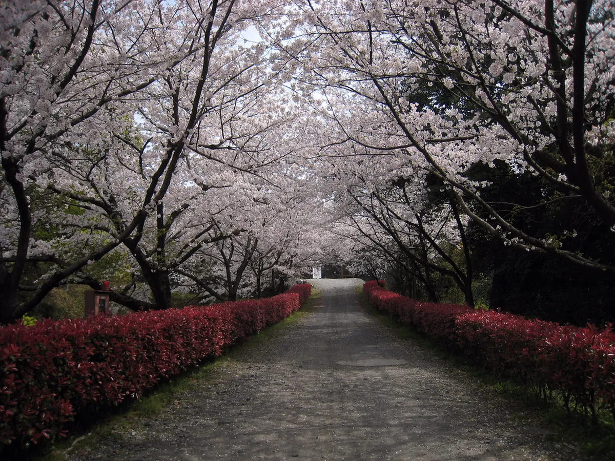 Kumamoto Castle black fortress walls framed by pink cherry blossom sakura trees in full spring bloom in Kyushu Japan