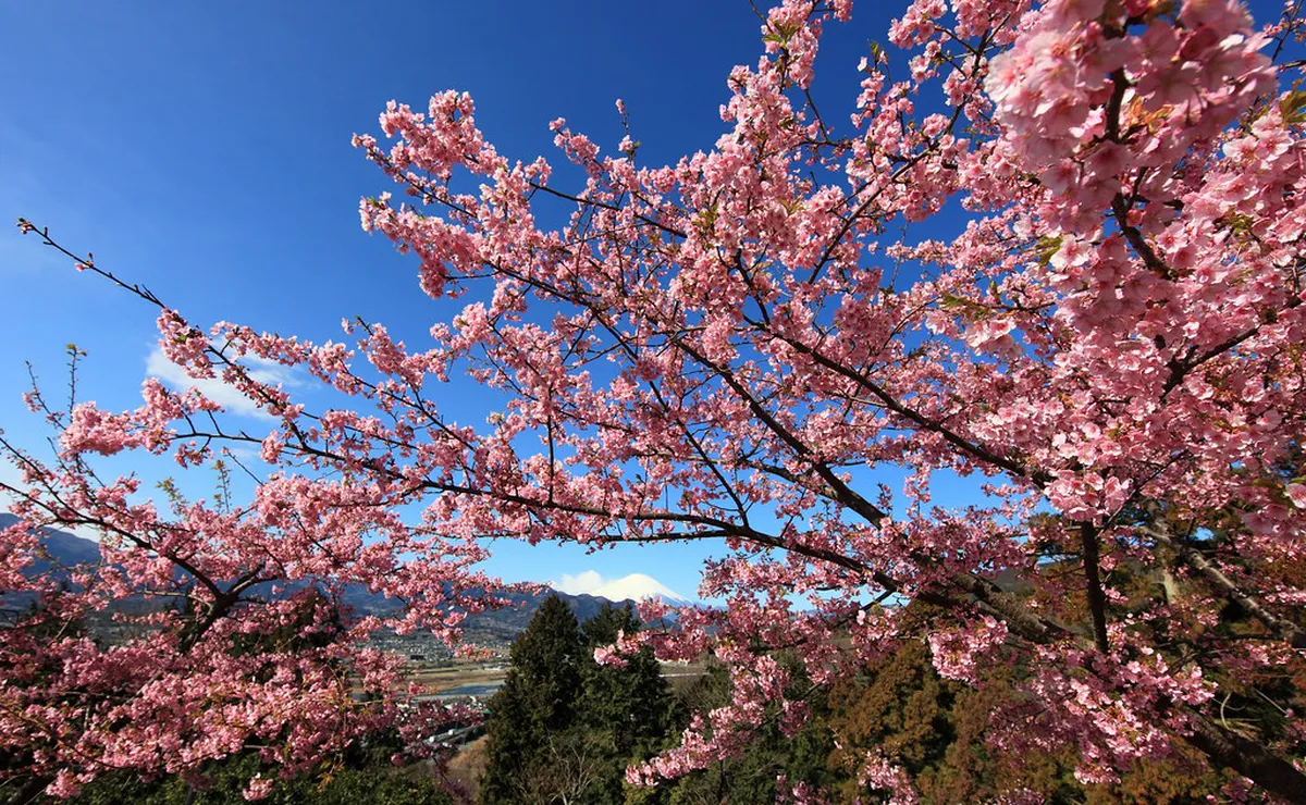 March to May: Spring Blooms and Declining Clarity - Mount Fuji