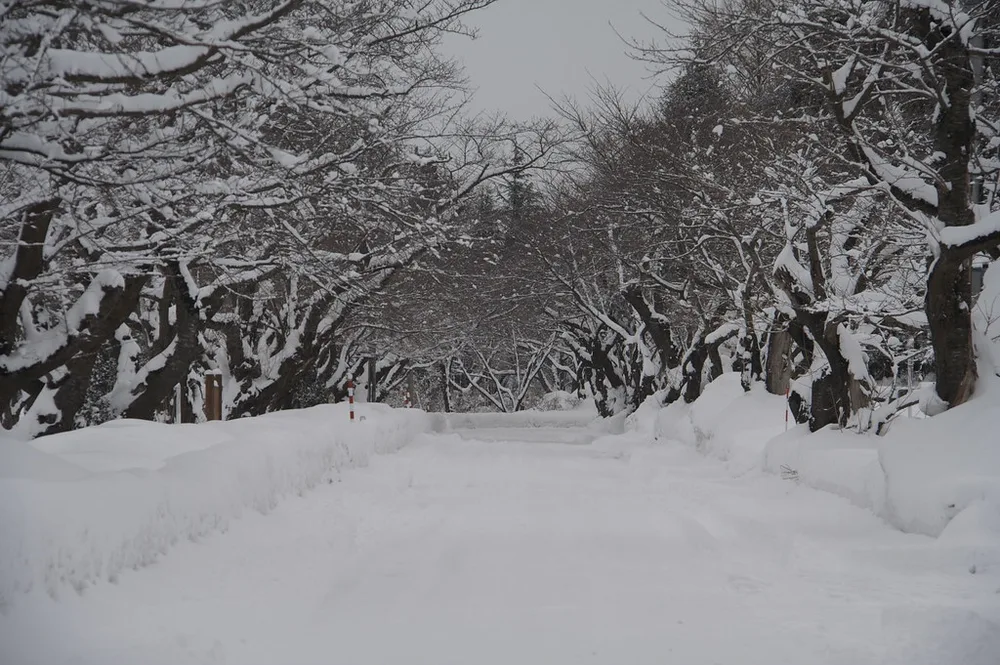 Akita seasons 1