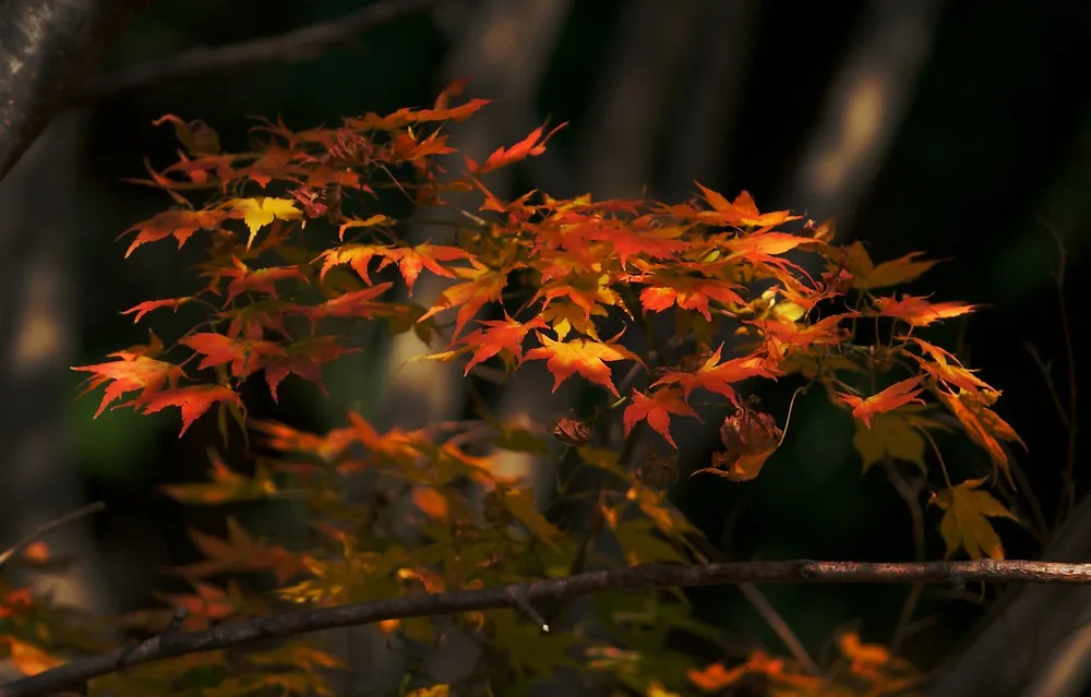 Akita seasons 2