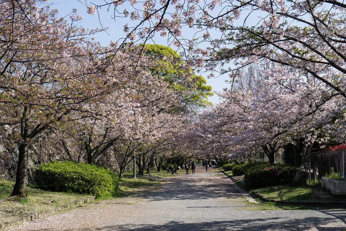 Cherry blossoms in full bloom along a Fukuoka park path in spring, Japan