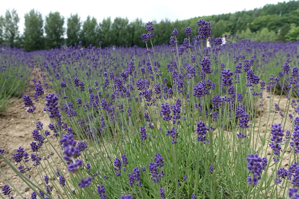 Furano lavender field