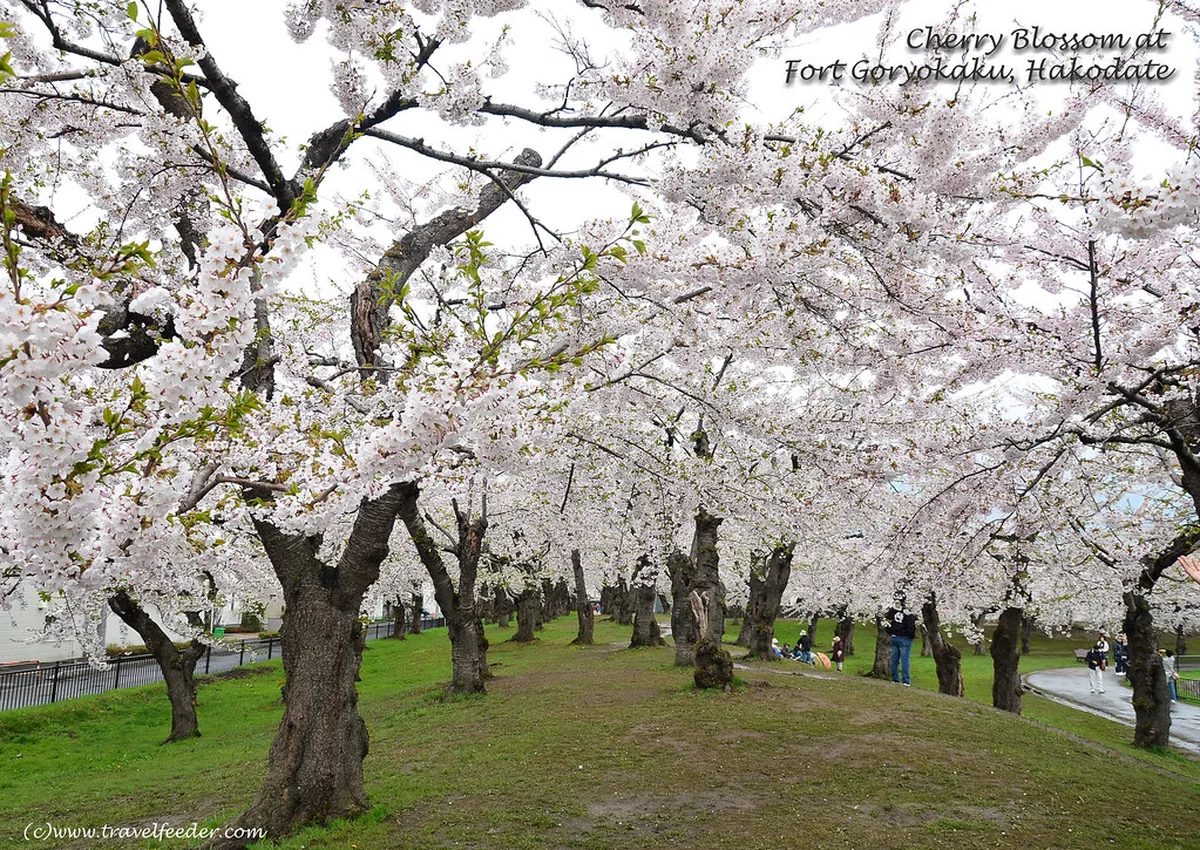 Goryokaku cherry blossom spring in Hakodate, Hokkaido