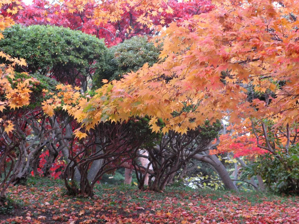 Autumn foliage in Hakodate, Hokkaido