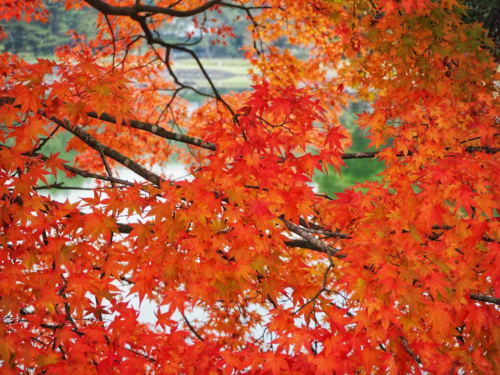 Hiraizumi autumn foliage — Hiraizumi, Japan