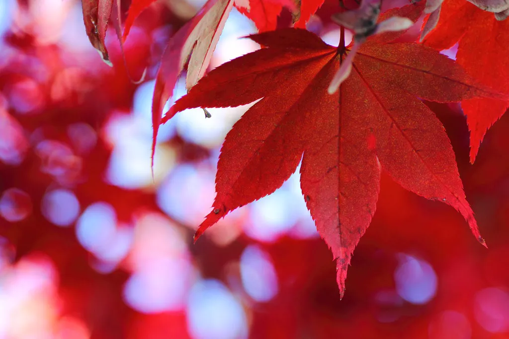 Hirosaki Castle autumn foliage — Hirosaki, Japan