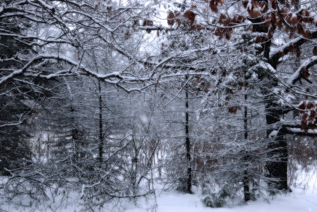 Hokkaido snow winter