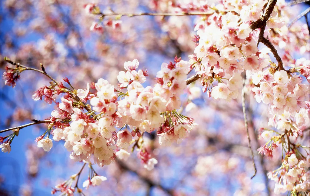 Best Time To Visit Japan