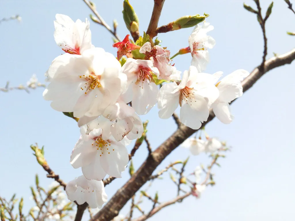 Best Time To Visit Japan