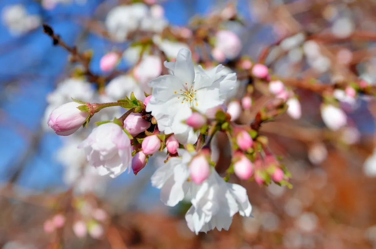 Cherry blossoms in full bloom at Kanazawa Castle Park in spring