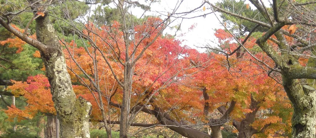 Vivid autumn foliage reflected in Kenrokuen Garden pond, Kanazawa