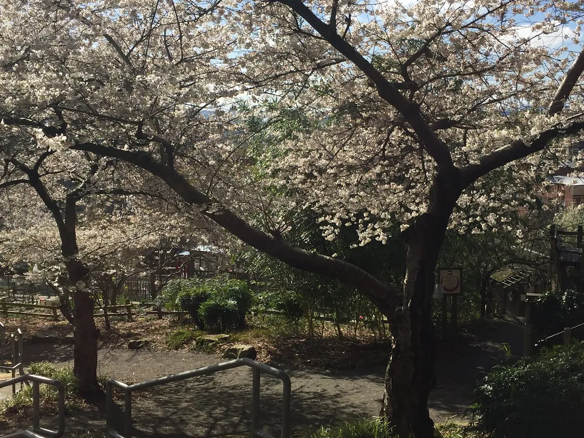 Kobe cherry blossom spring — best time to visit kobe, Kobe Japan