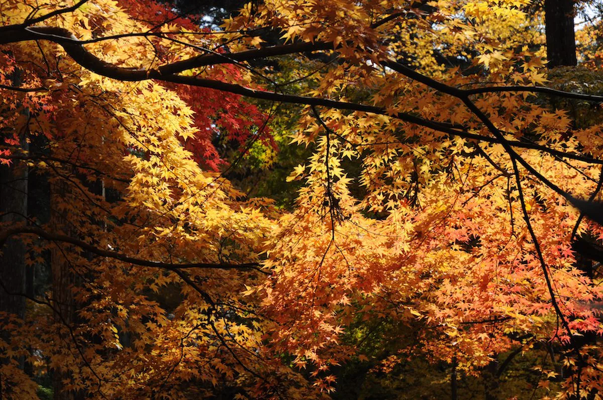 Autumn foliage in Koyasan, Japan
