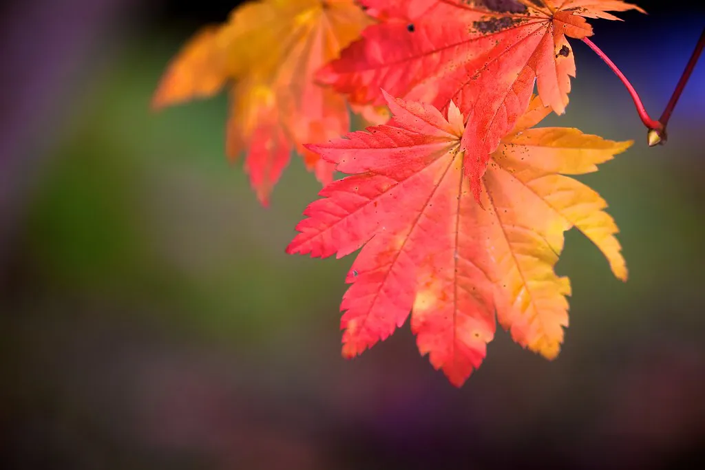 Iwate autumn foliage — Morioka, Japan