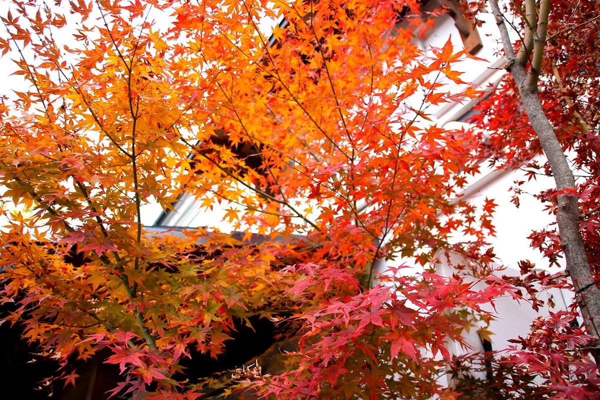 Pro Tips for Traveling to Nagano Japan — Nagano
