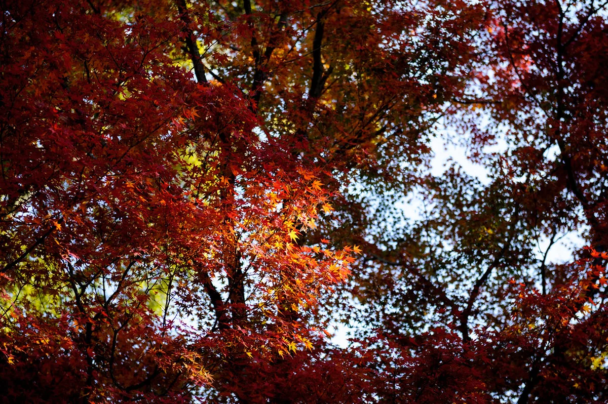 Autumn Fall Foliage in Nagoya, Japan