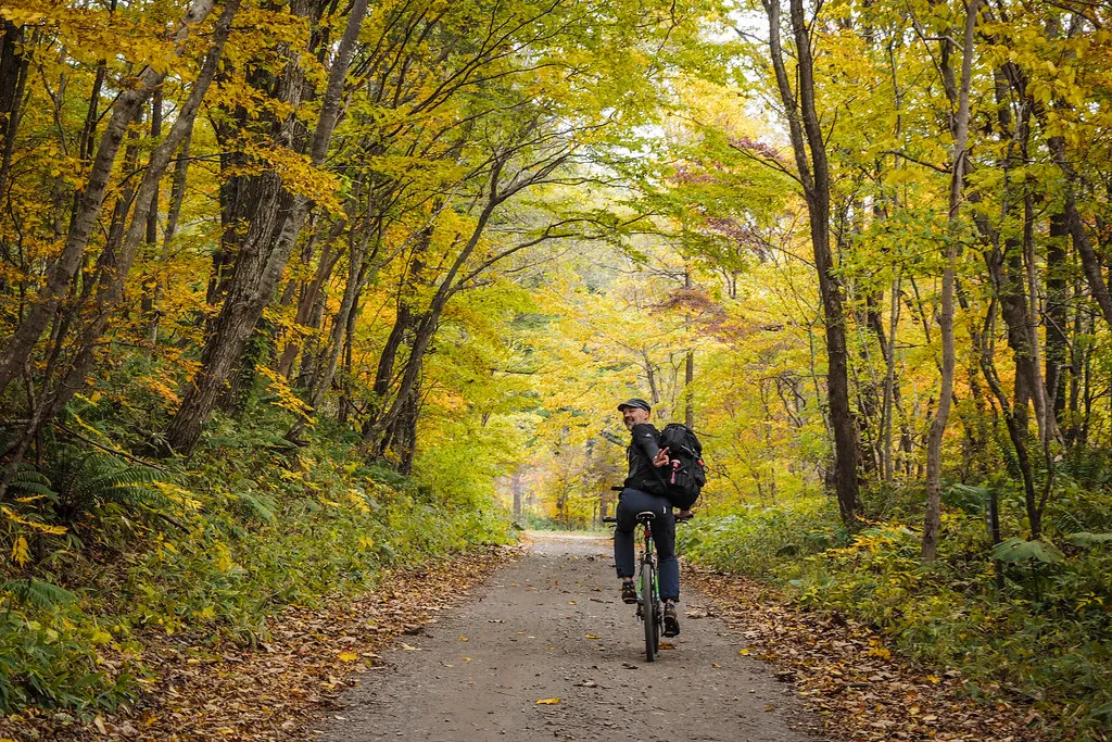 Hokkaido autumn forest