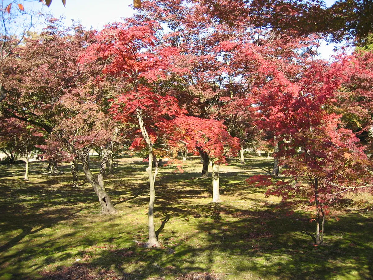 Okayama Season Comparison: Quick Guide in Okayama