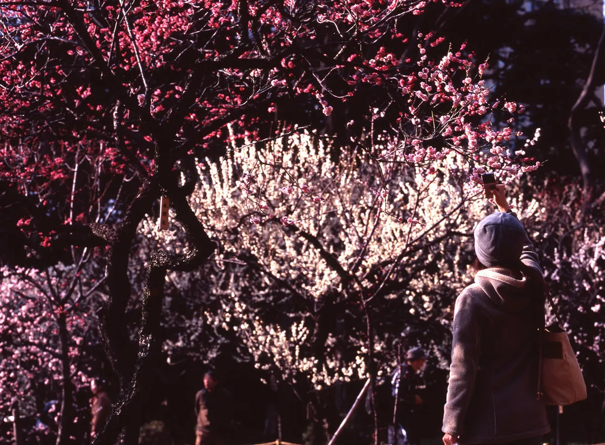 Pick Your Perfect Okayama Trip If... in Okayama