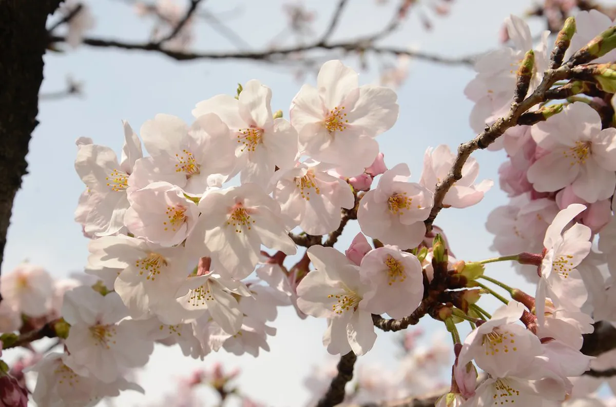 Osaka cherry blossom — best time to visit osaka in Osaka, Japan