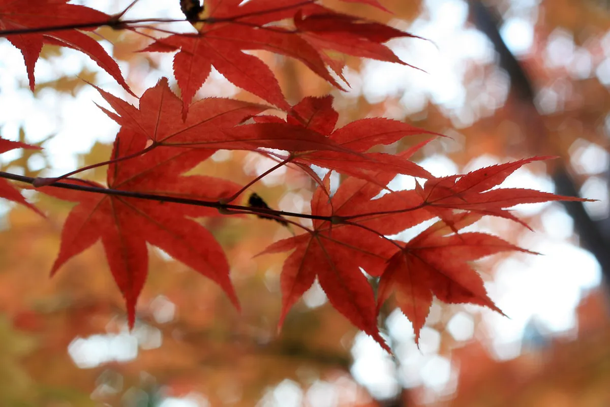 Sendai Season Comparison in Sendai