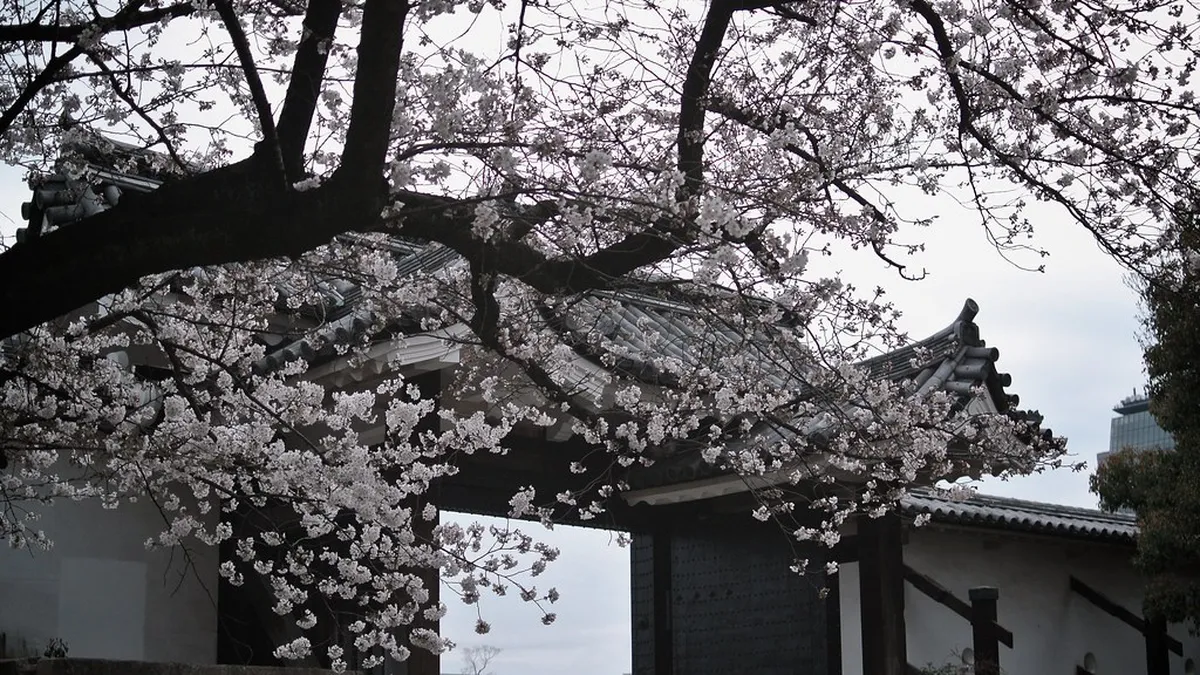 Osaka castle cherry blossom — cherry blossom season in osaka in Osaka, Japan