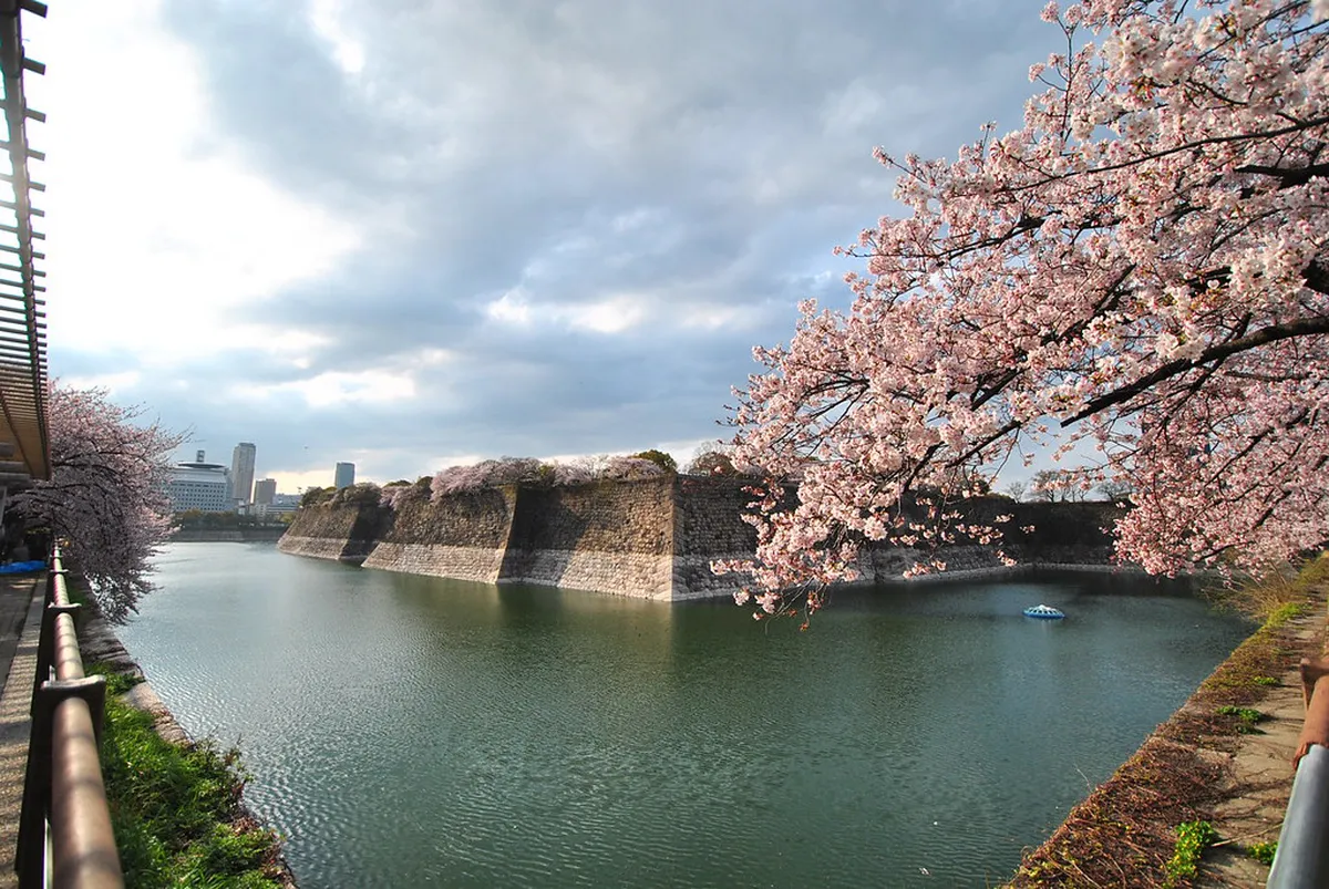 Osaka sakura river — cherry blossom season in osaka in Osaka, Japan