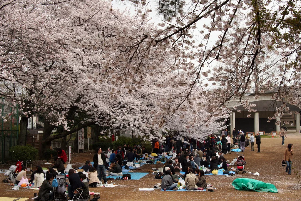 Cherry Blossom Season Japan